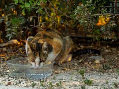...vaschette d�acqua...